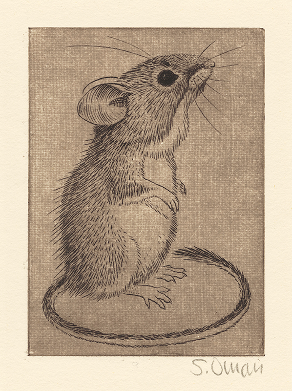 (Deer Mouse) by Sheridan Oman | Annex Galleries Fine Prints