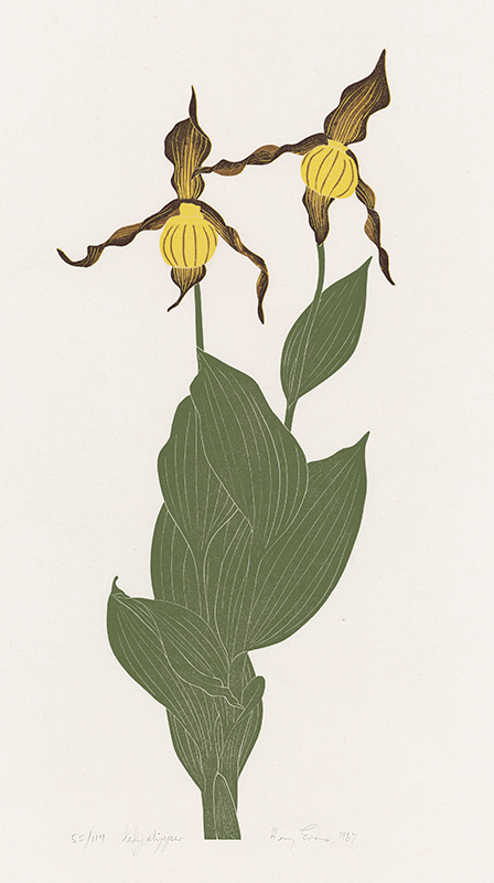 Lady Slipper by Henry Herman Evans