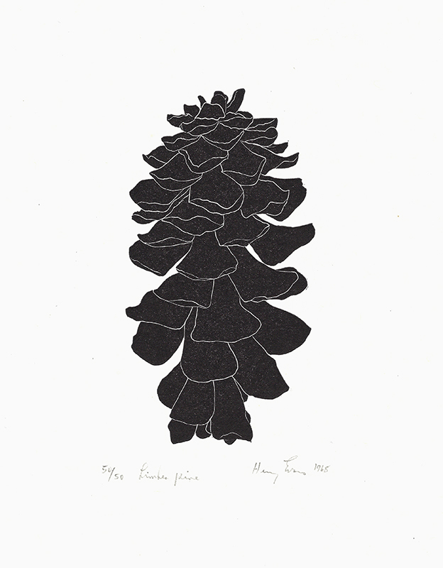 Limber Pine by Henry Herman Evans