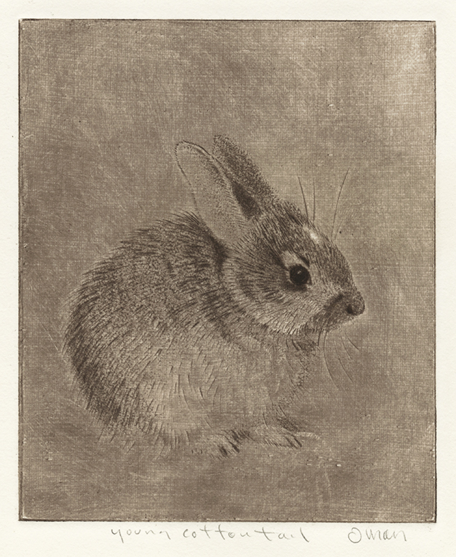 Young Cottontail by Sheridan Oman
