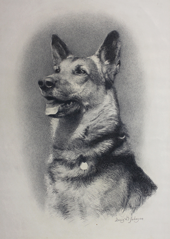 (German Shepherd) by Lewis Daniel Johnson