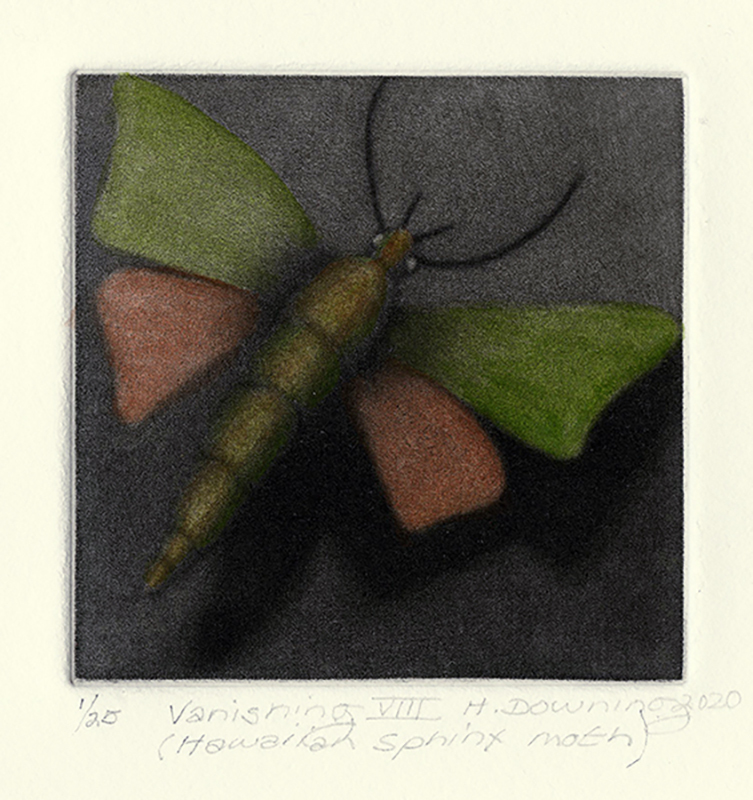 Vanishing VIII (Hawaiian Sphinx Moth) by Holly Downing