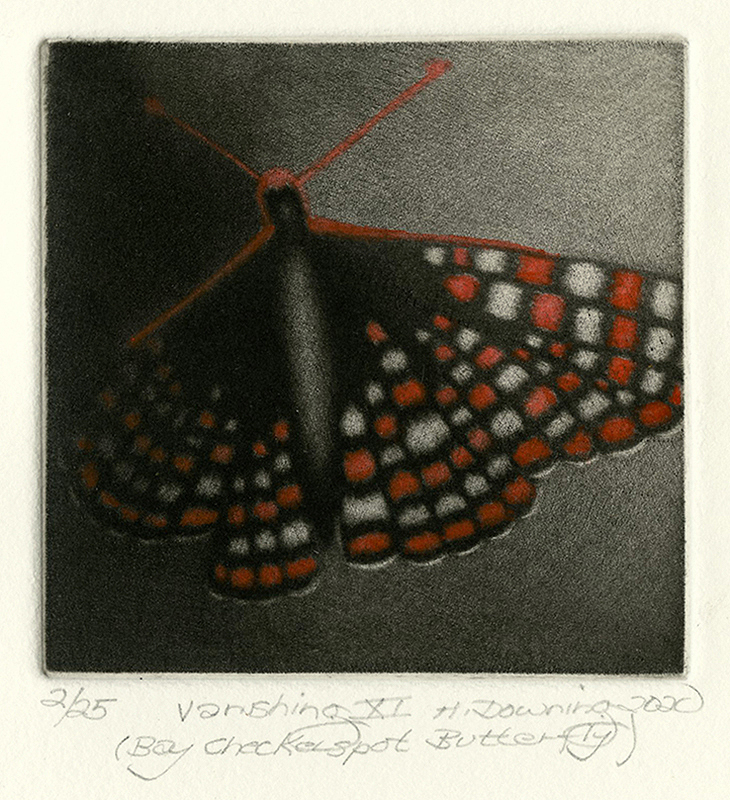 Vanishing XI (Bay Checkerspot Butterfly) by Holly Downing