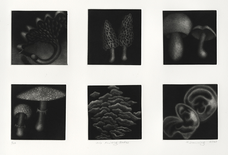 Six Fruiting Bodies by Holly Downing