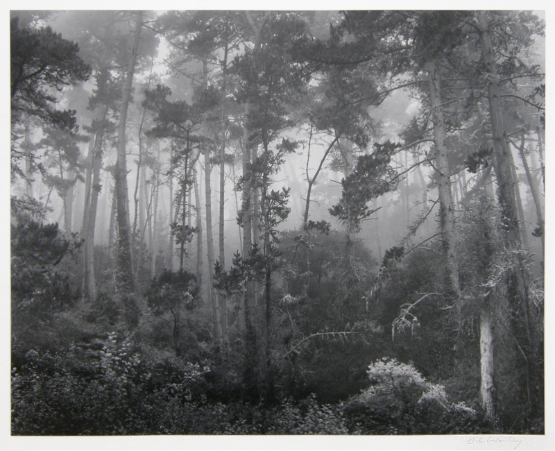 Pines in Fog by Robert Werling