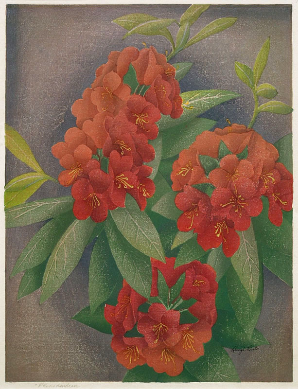 Rhododendron by Luigi Rist