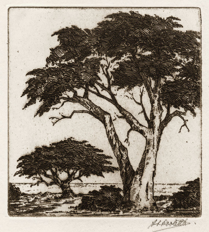 (Cypress Trees and Ocean) by Harold Doolittle