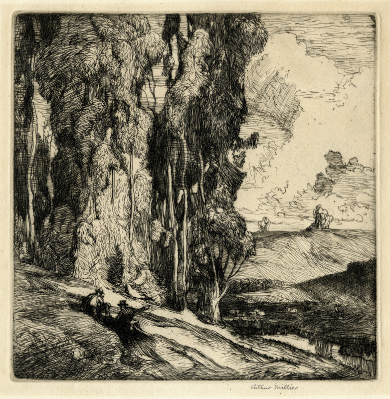Eucalyptus by Arthur Henry Thomas Millier