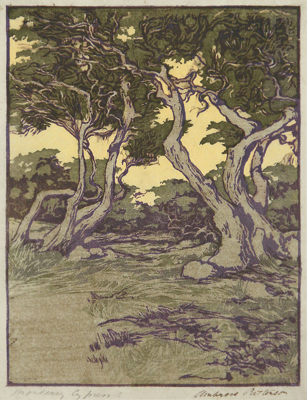 Monterey Cypress-C by Ambrose McCarthy Patterson