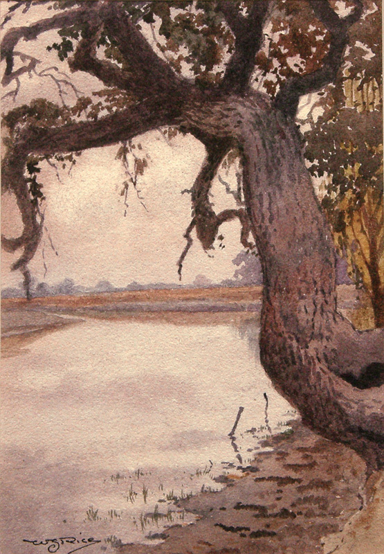 Oak Near Stockton: Walker Slough by William Seltzer Rice