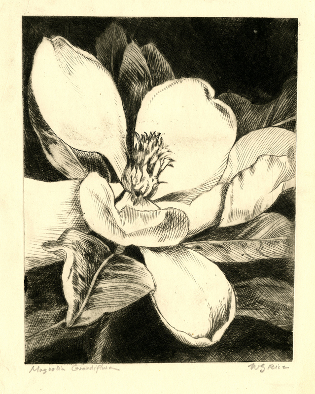 Magnolia Grandiflora by William Seltzer Rice