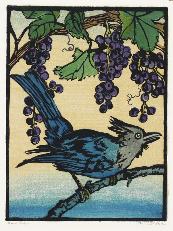Blue Jay by William Seltzer Rice