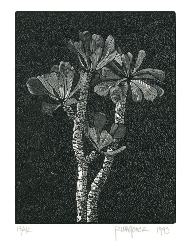 Monadenium canelii, Huntington II by Richard Wagener