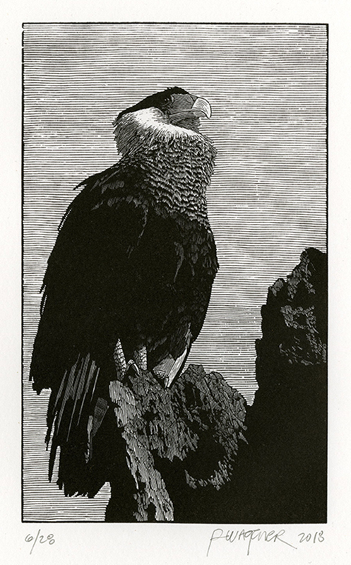 Crested Caracara, Patagonia by Richard Wagener