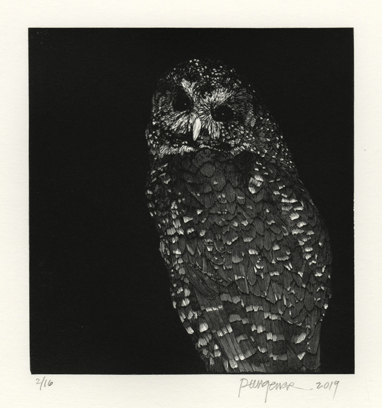 Northern Spotted Owl from Cascadia by Richard Wagener
