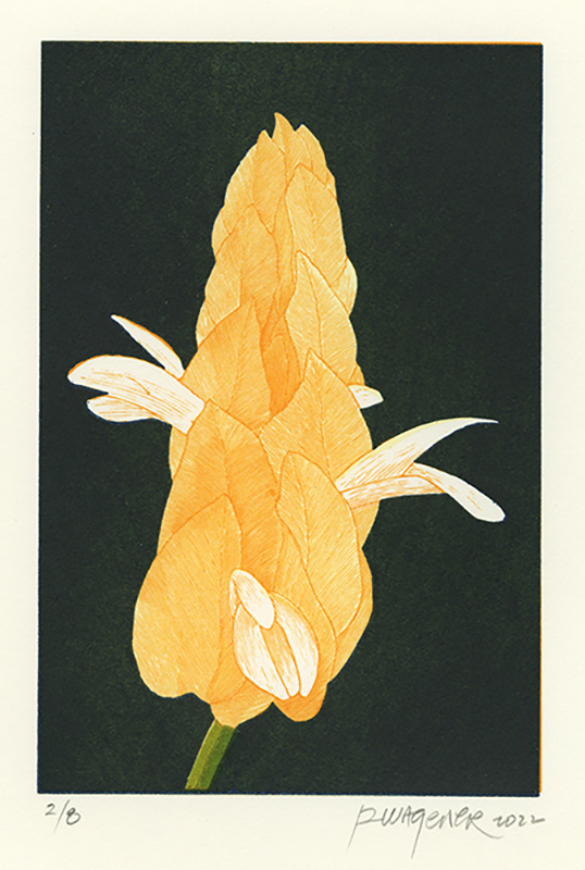 Pachystachys lutea (Shrimp Plant) by Richard Wagener