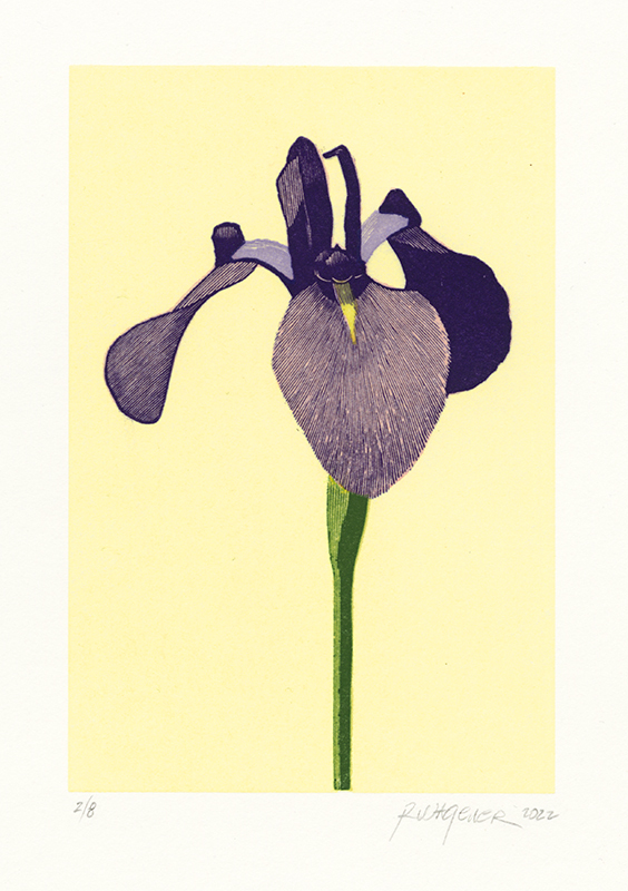 Iris Ensata by Richard Wagener