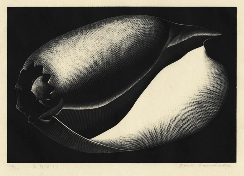Shell by Paul Hambleton Landacre