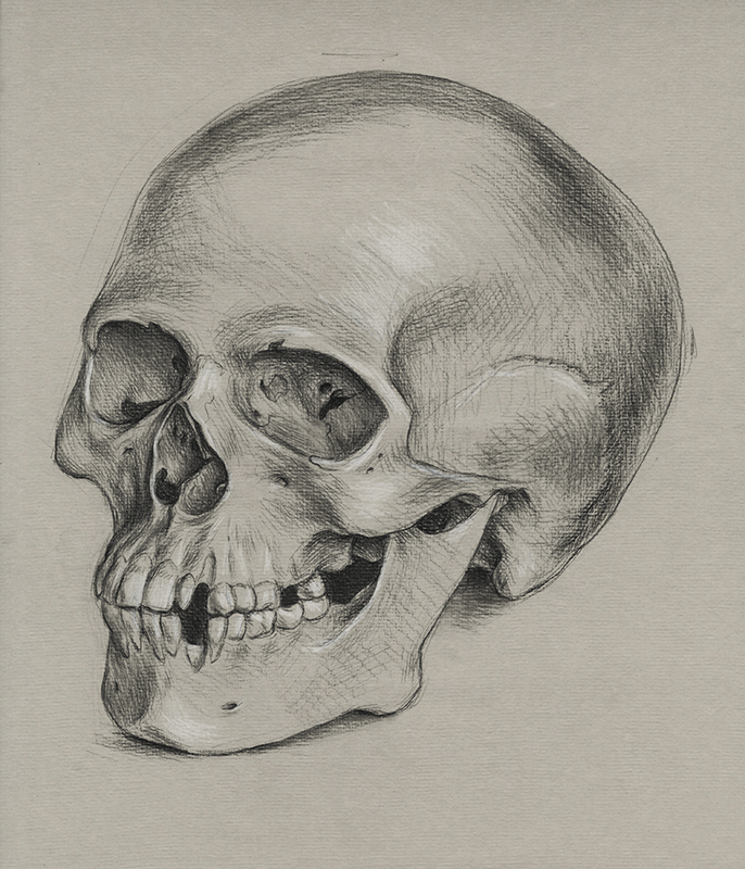 (Study of a skull) by Pele de Lappe