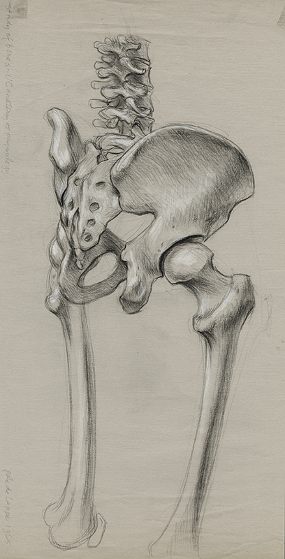 Study of Bones - UC anatomy & physiology by Pele de Lappe
