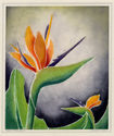 Bird of Paradise by C. Conkey