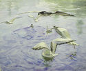 Sea Gulls by Raoul Frank