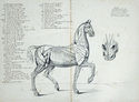 (Musculature of Horse) by Unidentified