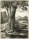 The Fox and the Cat (from Aesops Fables); plate 51 by Wenceslaus Hollar