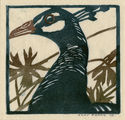 (Head of peafowl) by Hans Frank