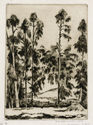 Eucalyptus no. 2 by Lawrence Norris Scammon