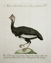 Meleagride, o Gallina di Guinea (Snakes Head Fritillary, or Guinea Hen) by Xaviero Manetti