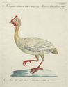 Meleagride, o Gallina di Guinea bianca... (White Guinea Hen) by Xaviero Manetti