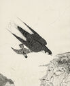 The Stoop (Peregrine Falcon, hitting Rock Dove, Solway Cliffs) by Arthur James Dudley