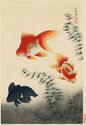 Kingyo (Goldfish) - from Art Portfolio of Familiar Fishes of Nippon, Vol. 1, No. 12 by Bakufu Ohno