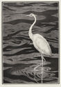 White Heron by Alfred Rudolph
