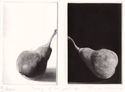 Study of two pears V by Judith Rothchild