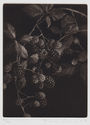 Mûres (Blackberries) by Judith Rothchild