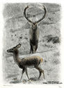 Cerf et Biche (Stag and Doe) by Robert Hainard