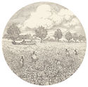 Cotton Patch (for: Bits of the Old South) by ? Cavett
