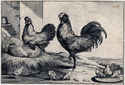 A Cock, Hen, and Six Chicks in a Farmyard (after Francis Barlow) from Diversae Avium Species by Wenceslaus Hollar