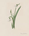 Untitled - snowdrops by Mary Batten