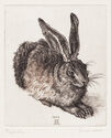 Untitled (Young Rabbit - after Albrecht Durer) by Heinz Auerswald