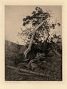 Old Pines Near Timberline by George Elbert Burr