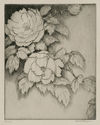 Peonies (also called: Japanese Peonies or Peony) by Bertha Evelyn Jaques