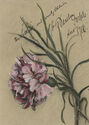 (pink carnation) by Bertha Dorph
