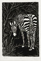 (Zebra) by Unidentified