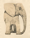 Elephant - pl. I from Bestiaire portfolio by Abram Krol