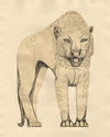 Tigre - pl. IV from Bestiaire portfolio by Abram Krol