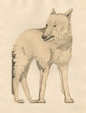 Loup - pl. VI from Bestiaire portfolio by Abram Krol