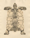 Tortue - pl. VIII from Bestiaire portfolio by Abram Krol